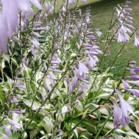A plethera of hostas blooming!