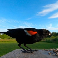 RED WINGED BLACKBIRD