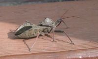 wheelbug