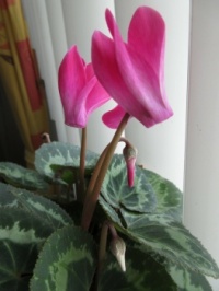 Cyclamen ....blossoms in 3 different stages