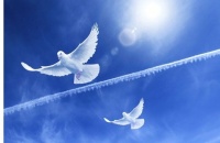 On the wings of a Dove...