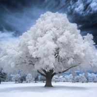 Snowy Tree - Blues and Whites