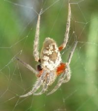 orb-weaving spider