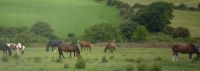 Isle of Man rest home for retired horses