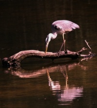 A Grey Heron admiring there reflection