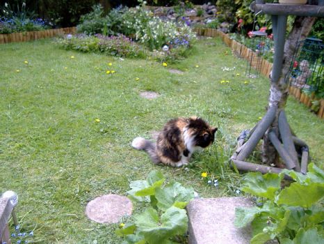 Garden - Tasha Cat