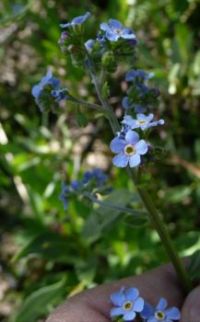Alpine forget-me-not