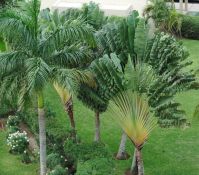 Cancun, Mexico - Flat palms