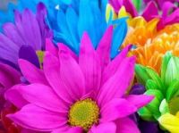 PRETTY FLOWERS