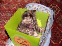 Itty bitty Deli Cat