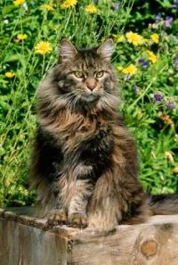 Main Coon Cat