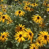 rudbeckia