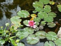 lily pads and flower