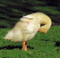 grooming Pomeranian gosling (pommers ganzenkuiken)