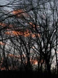 Pretty color, through the trees...just before sunset.