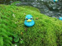 Little blue duck