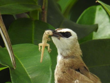 Food for its baby : A Yellow-vented Bulbul
