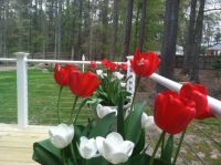 Tulips on the Deck