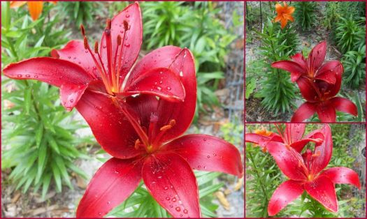 Asiatic Lily--Commander-In-Chief