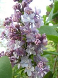 &Scaron;eř&iacute;k