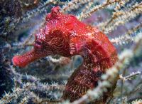 Sea horses