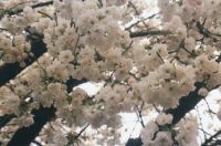 cherry blossoms Maple Ridge, BC