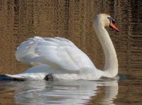 mute swan (knobbelzwaan)