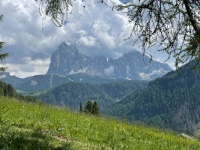 Mountain meadow
