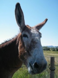 Mule in Wyoming