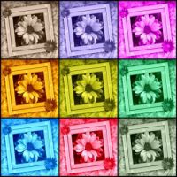 Wednesday Collage - Daisies - medium