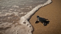 The Baby Sea Turtle That Made It