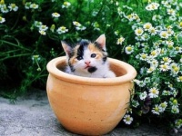Kittens In Bloom (#3) 😻