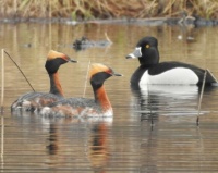 horned grebes, and ring-necked duck