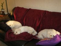 snoozing bichons