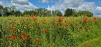 Poppies.