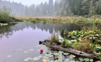 A pond in Stanley Park Vancouver Canada