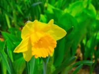 Hello Daffodil