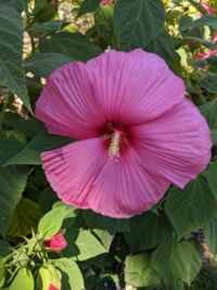 Hibiscus 🌺