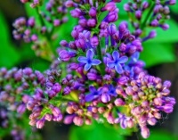 nature-blossom-plant-flower-purple-herb