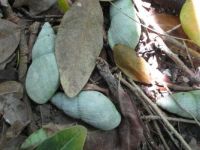 Land snail shells, Lord Howe Island