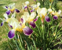 Iris