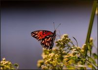 Butterfly Season