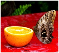 Sliced Orange Tempts Thirsty Moth
