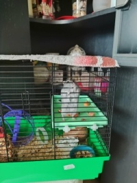 My little hamster