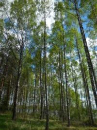 Birches in Spring