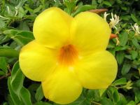 Bright_yellow_flower