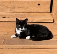 White paws basking in sunshine