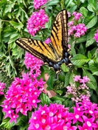 Swallowtail butterfly in the lantanas