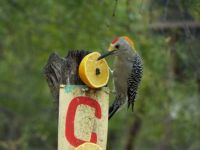 Woodpeckers Love Oranges