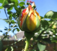 Yellow Rose bud